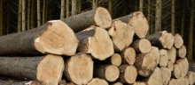 木材市场各有各的无奈，结果都是涨价！