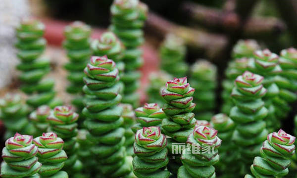 钱串子花图片钱串子花的养殖方法